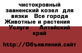 чистокровный зааненский козел  для вязки - Все города Животные и растения » Услуги   . Алтайский край